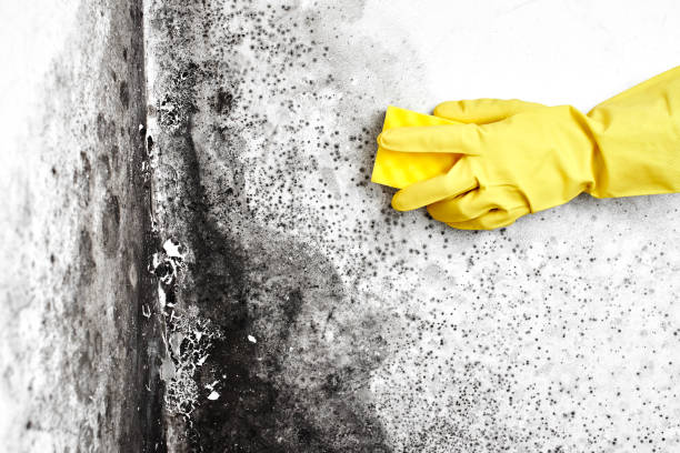 Best Affordable Mold Removal  in Bergenfield, NJ