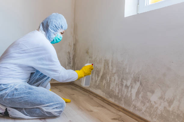 Best Attic Mold Removal  in Bergenfield, NJ