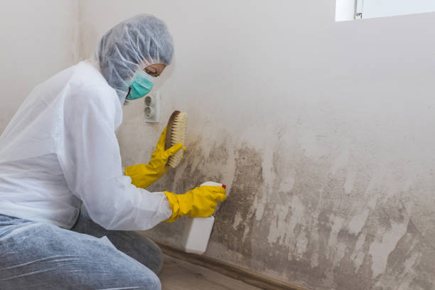 Mold Removal and Inspection in Bergenfield, NJ