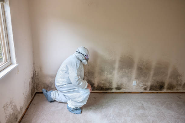 Best Mold Removal and Inspection  in Bergenfield, NJ