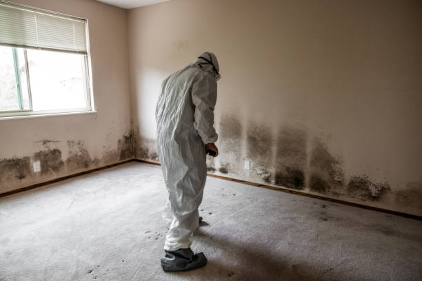 Best Mold Testing  in Bergenfield, NJ